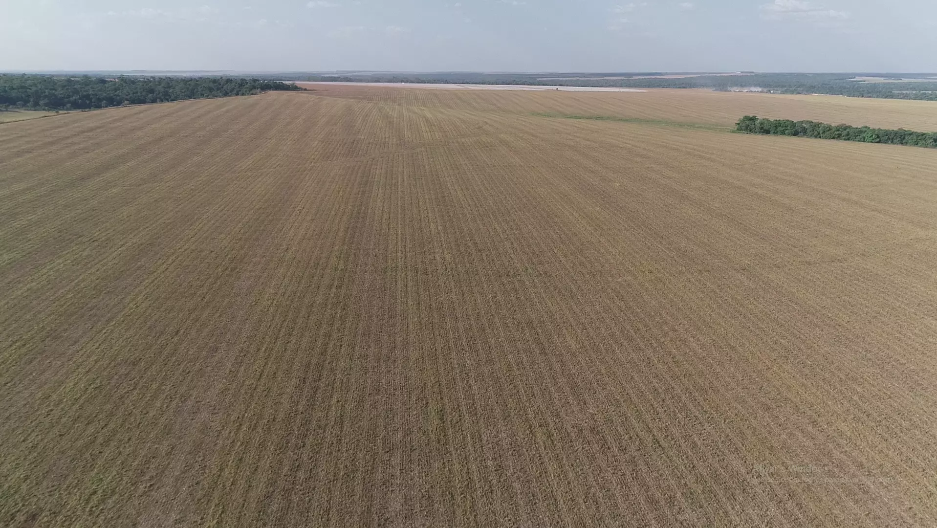 SEMEADURA DA SOJA SUPERA MÉDIA HISTÓRICA EM MATO GROSSO